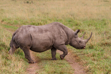 Black Rhino walking in the Masai Mara National Park in Kenya