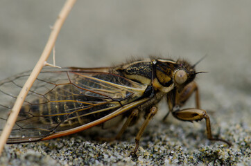Cicada on the sand. Mason Bay. Stewart Island. Rakiura National Park. New Zealand.
