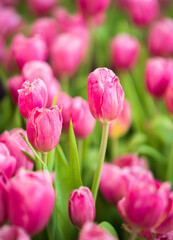 Fototapeta premium Pink tulips flowers blooming in garden