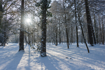 Park Dworski w Iłowej w zimowy, słoneczny dzień.