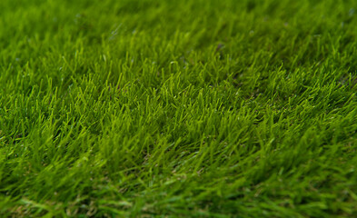 side view.The background is made of green natural grass. lawn. 