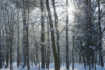 Fototapeta premium Park Dworski w Iłowej w zimowy, słoneczny dzień.