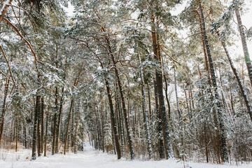 Winter landscape. Road between trees in snowy coniferous forest. Northern nature. Selective focus.