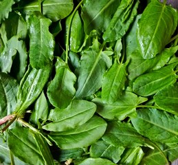 Fresh organic sorrel leaves pattern background for salad or soup. First spring greens - sorrel (Rumex acetosa) & spinach. Healthy food concept. Green sour sorrel foliage texture source of folic acid