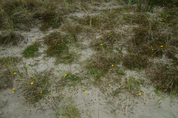 Vegetation covering the sand. Mason Bay. Stewart Island. Rakiura National Park. New Zealand.
