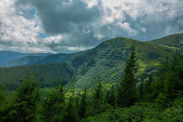 Obraz premium Mountains landscapes hiking trails wilderness forest fields and flowers farm car road haystacks Carpathians