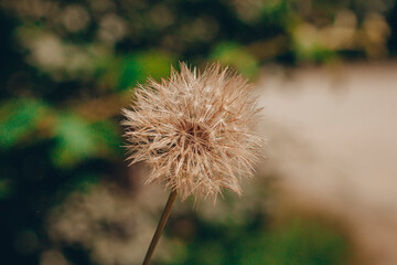 close-up dry dandelion