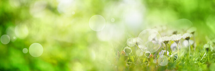 Abstract sunny spring background. Green meadow with wildflowers and bright bokeh. Concept for...