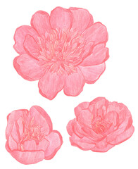 Watercolor Pencils drawing big red peony flowers isolated