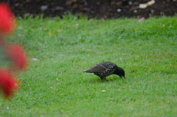 Common starling Sturnus vulgaris searching for food. Queens park. Invercagill. South Island. New Zealand.