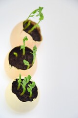 Seedling plants in eggshells, green peas germinating, eco gardening, zero waste, simple life concept, or easter background