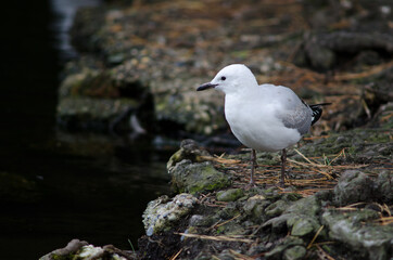 Fototapeta premium Red-billed gull Chroicocephalus novaehollandiae scopulinus. Juvenile. Queens park. Invercagill. South Island. New Zealand.