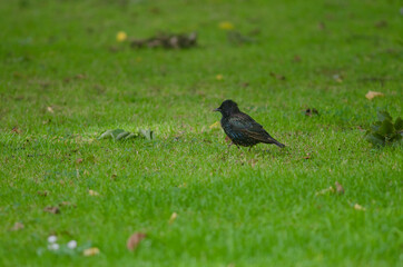 Obraz premium Common starling Sturnus vulgaris. Queens park. Invercagill. South Island. New Zealand.