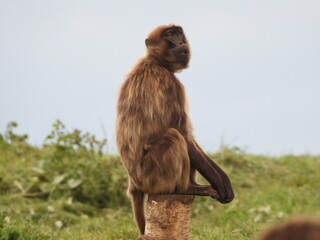 monkey