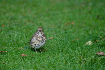 Song thrush Turdus philomelos clarkei. Queens park. Invercagill. South Island. New Zealand.