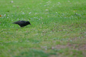 Common starling Sturnus vulgaris with a caterpillar in its beak. Queens park. Invercagill. South Island. New Zealand.