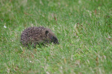 European hedgehog Erinaceus europaeus. Queens park. Invercagill. South Island. New Zealand.