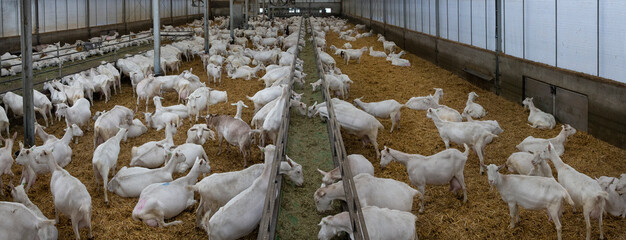 Goats. Dairy farm. Goats farm. Netherlands. Goats at modern stable. Feeding roughage. Panorama.