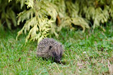European hedgehog Erinaceus europaeus. Queens park. Invercagill. South Island. New Zealand.