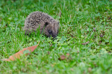 European hedgehog Erinaceus europaeus. Queens park. Invercagill. South Island. New Zealand.