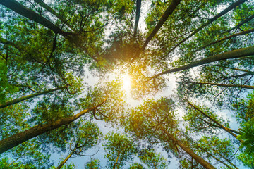 Trees forest with bright sun rays flares and sky view, looking up, up view, low angle shot....