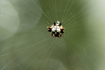 Spider in tropical forest