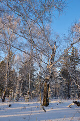 Fototapeta premium broken tree in winter forest, vertical shot
