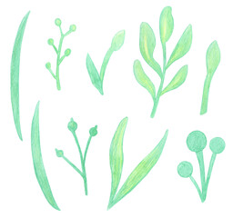 Watercolor Hand drawing Floral Grren branch berries set