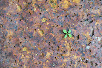 Image of a tree growing naturally on a rock surface