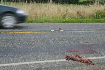 Common brushtail possum Trichosurus vulpecula and European hedgehog Erinaceus europaeus run over...