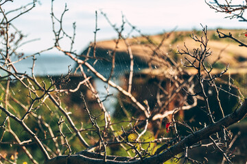 Spider's web on the branches