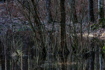 petit étang en forêt