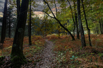 sentier en sous-bois