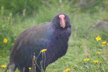 Takahe Porphyrio hochstetteri. Controlled conditions. Te Anau Bird Sanctuary. Te Anau. Southland. South Island. New Zealand.