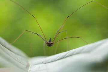 Spider in tropical forest