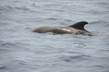 Obraz premium Fins of dolphins in the ocean