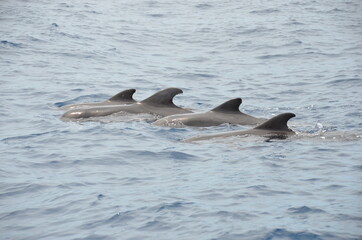 Fototapeta premium Four fins of dolphins in the ocean