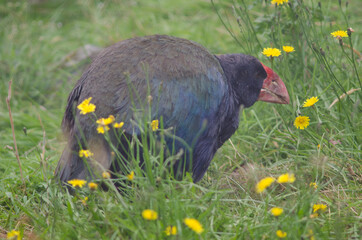 Takahe Porphyrio hochstetteri. Controlled conditions. Te Anau Bird Sanctuary. Te Anau. Southland. South Island. New Zealand.