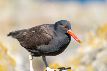 The Black Oystercatcher (Haematopus ater)