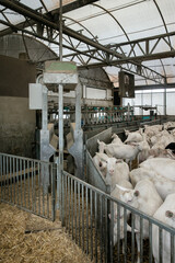 Goats. Dairy farm. Goats farm. Netherlands. Goats at modern stable.