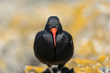 The Black Oystercatcher (Haematopus ater)