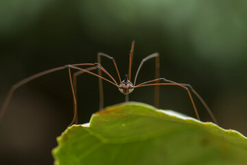 Spider in tropical forest