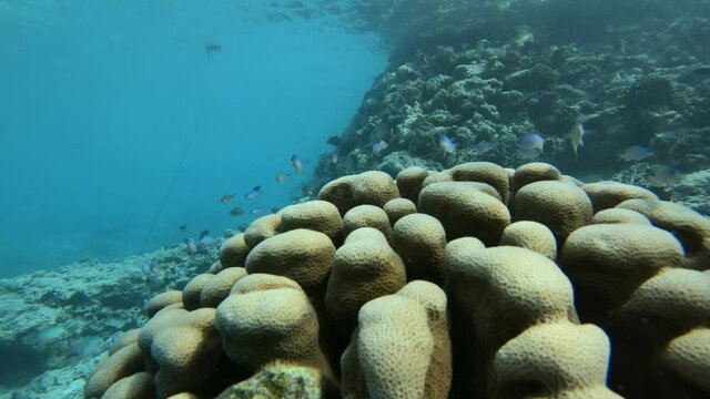 viele kleine Fische (Blaue Schwalbenschw&auml;nzchen) suchen an einer Koralle nach Schutz