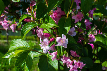 Beautiful flowers - Rhododendron, in a garden in sunny summer day. Selective focus.