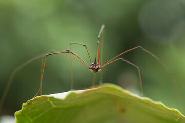 Spider in tropical forest