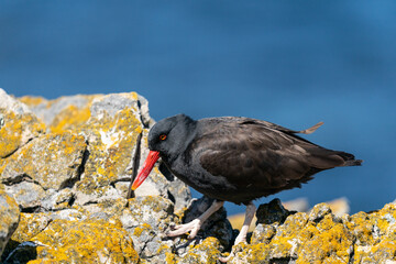 The Black Oystercatcher (Haematopus ater)