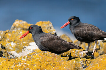 The Black Oystercatcher (Haematopus ater)