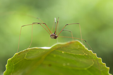 Spider in tropical forest