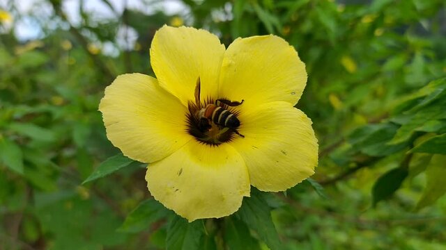 bees looking for damiana flower nectar