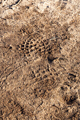 tracks in sand